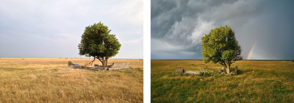 To billeder af træ midt på mark - på billede 2 uvejr og regnbue